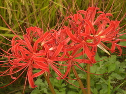 �Ԃǐ^�񒆂̗��ւ�