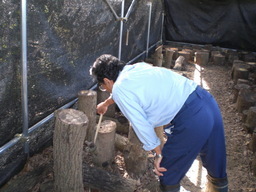 �Ԃǐ^�񒆂̗��ւ�