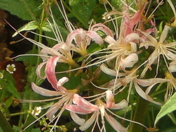 �Ԃǐ^�񒆂̗��ւ�