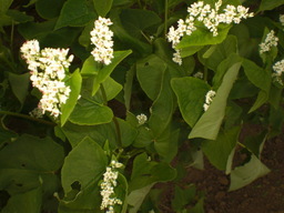 �Ԃǐ^�񒆂̗��ւ�