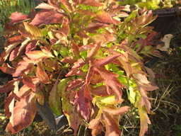 �Ԃǐ^�񒆂̗��ւ�