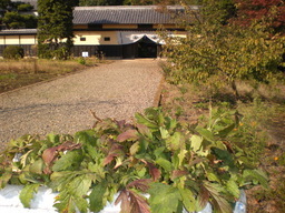 �Ԃǐ^�񒆂̗��ւ�