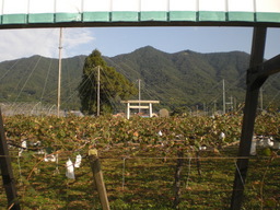 �Ԃǐ^�񒆂̗��ւ�