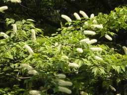 �Ԃǐ^�񒆂̗��ւ�