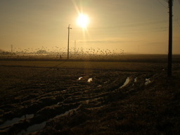 �Ԃǐ^�񒆂̗��ւ�