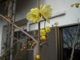 �Ԃǐ^�񒆂̗��ւ�