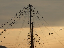 �Ԃǐ^�񒆂̗��ւ�