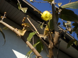 �Ԃǐ^�񒆂̗��ւ�