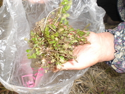 �Ԃǐ^�񒆂̗��ւ�