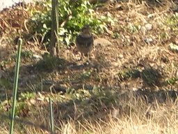 �Ԃǐ^�񒆂̗��ւ�