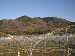 �Ԃǐ^�񒆂̗��ւ�