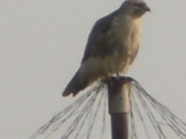 �Ԃǐ^�񒆂̗��ւ�