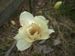 �Ԃǐ^�񒆂̗��ւ�