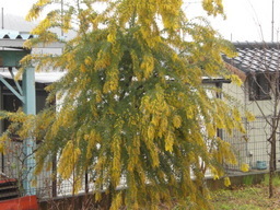 �Ԃǐ^�񒆂̗��ւ�