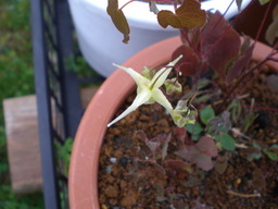 �Ԃǐ^�񒆂̗��ւ�