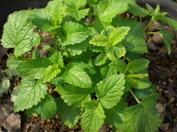 �Ԃǐ^�񒆂̗��ւ�