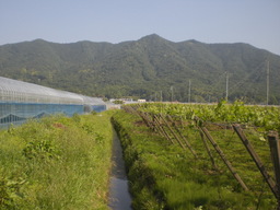 �Ԃǐ^�񒆂̗��ւ�