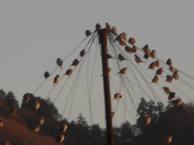 �Ԃǐ^�񒆂̗��ւ�