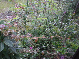 �Ԃǐ^�񒆂̗��ւ�