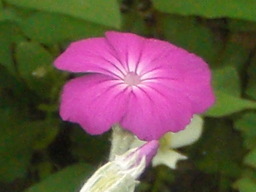 �Ԃǐ^�񒆂̗��ւ�