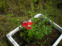 �Ԃǐ^�񒆂̗��ւ�