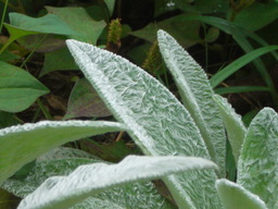 �Ԃǐ^�񒆂̗��ւ�