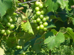 �Ԃǐ^�񒆂̗��ւ�