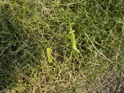 �Ԃǐ^�񒆂̗��ւ�