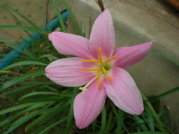 �Ԃǐ^�񒆂̗��ւ�