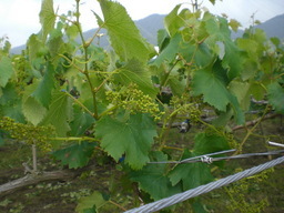 �Ԃǐ^�񒆂̗��ւ�