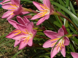 �Ԃǐ^�񒆂̗��ւ�