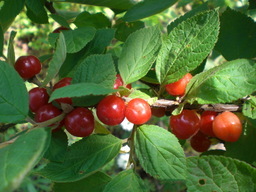 �Ԃǐ^�񒆂̗��ւ�