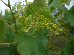 �Ԃǐ^�񒆂̗��ւ�