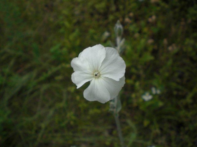 �Ԃǐ^�񒆂̗��ւ�