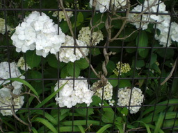 �Ԃǐ^�񒆂̗��ւ�