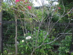 �Ԃǐ^�񒆂̗��ւ�