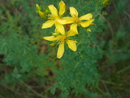 �Ԃǐ^�񒆂̗��ւ�