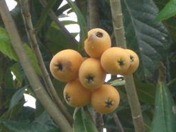 �Ԃǐ^�񒆂̗��ւ�