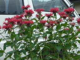 �Ԃǐ^�񒆂̗��ւ�