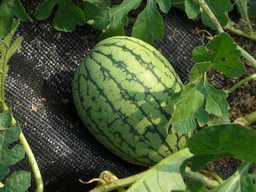 �Ԃǐ^�񒆂̗��ւ�