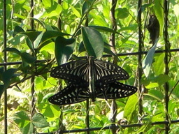 �Ԃǐ^�񒆂̗��ւ�