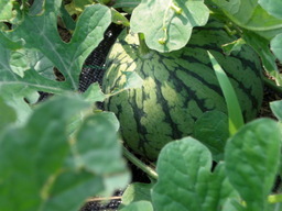 �Ԃǐ^�񒆂̗��ւ�