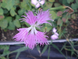 �Ԃǐ^�񒆂̗��ւ�