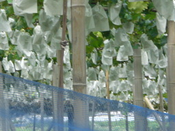 �Ԃǐ^�񒆂̗��ւ�