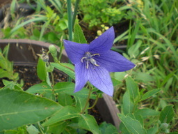 �Ԃǐ^�񒆂̗��ւ�