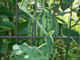 �Ԃǐ^�񒆂̗��ւ�