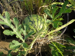 �Ԃǐ^�񒆂̗��ւ�