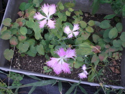 �Ԃǐ^�񒆂̗��ւ�