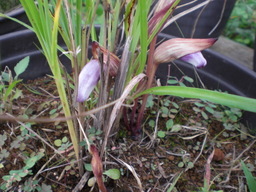 �Ԃǐ^�񒆂̗��ւ�