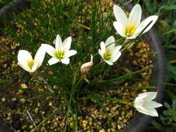 �Ԃǐ^�񒆂̗��ւ�